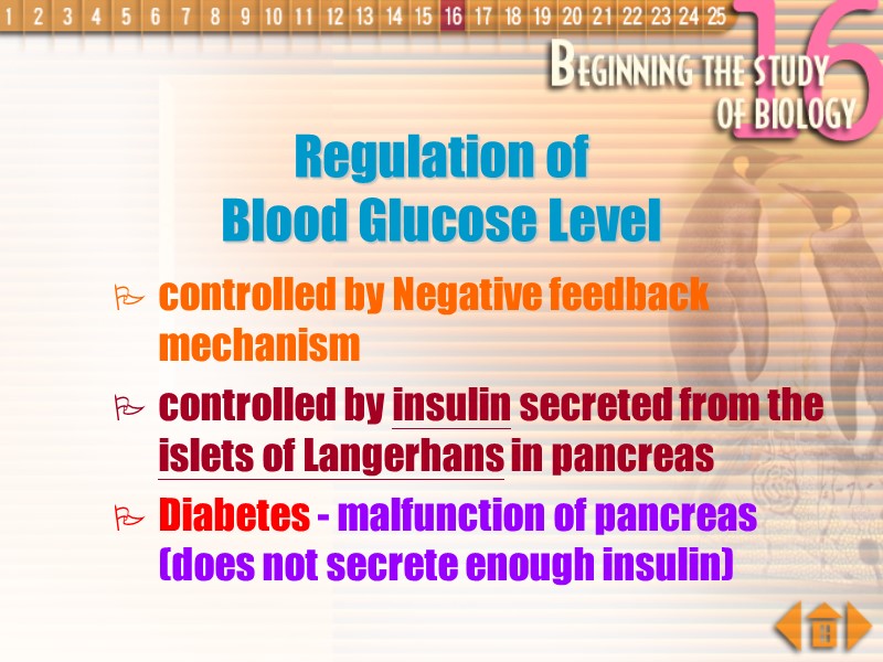 Regulation of  Blood Glucose Level controlled by Negative feedback mechanism controlled by insulin